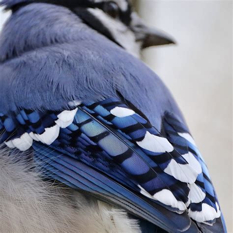 🔥 Blue Jay feathers close up : NatureIsFuckingLit