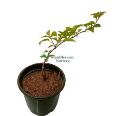 Buy Bougainvillea Plant Online | Manbhawan Nursery