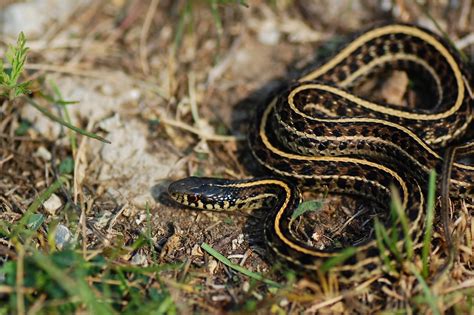 Plains Garter Snake (Thamnophis radix) - Reptiles and Amphibians of Iowa