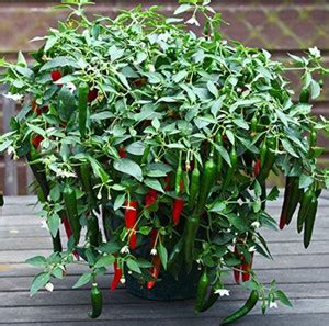Wellspring CW20 CHILLI (MIRCH OR MIRCHI) SEED BEST QUALITY F1 HYBRID ...