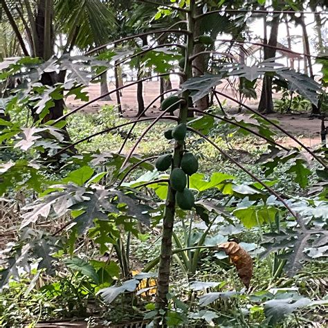 KADAPPURAM BEACH RESORT (Thrissur, Kerala) - Resort Reviews & Photos ...