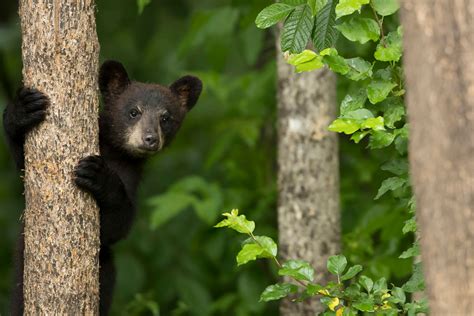The Americas Explained: "The Gulf Coast" Black Bears of Atchafalaya