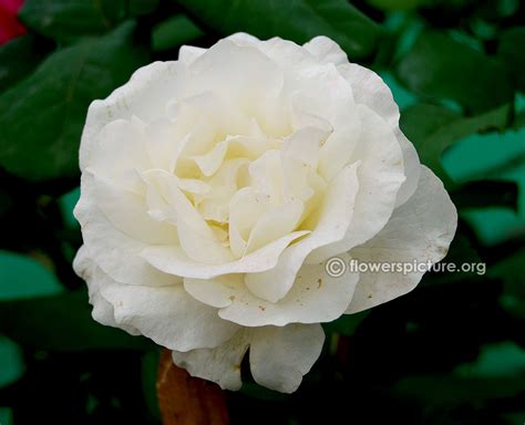 White roses-Varieties with Name