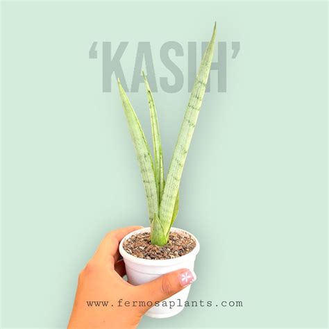 Sansevieria Hybrid 'Kasih' Offshoot of Large Specimen – Fermosa plants