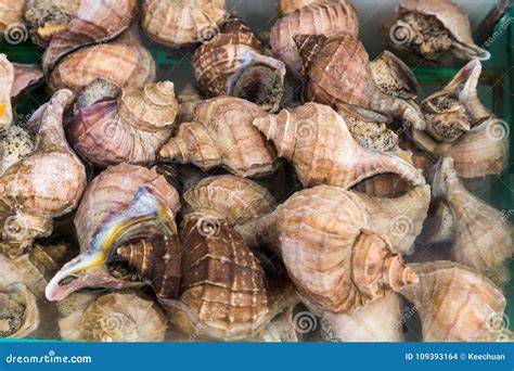 Edible Sea Snails at Japanese Market Stock Photo - Image of travel ...