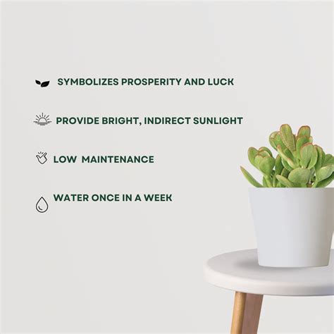 Crassula Ovata Indoor Plant | Dhan Kuber Plant – Gardengram