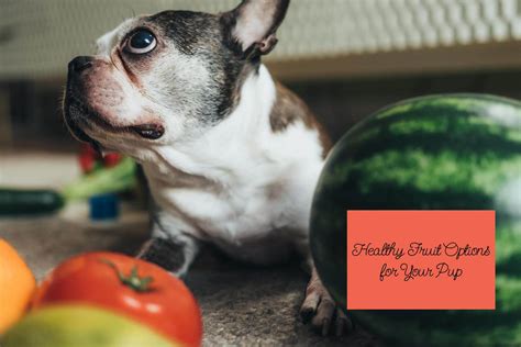 Can Dogs Eat Fruit? Healthy Options for Your Pup 🐶🍎 - bdvets