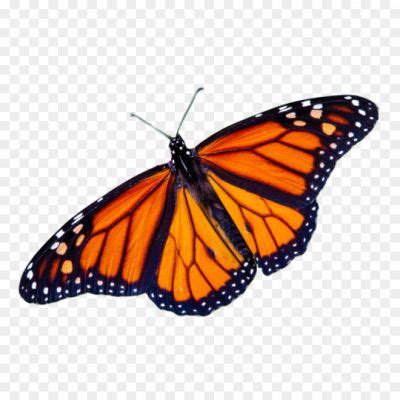 Butterfly Outline Transparent Image - Pngsource