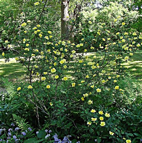 Rose Plant: Wild Yellow Rose Bush In