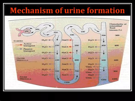 MECHANISM OF CONCENTRATION OF URINE | PPT - mechanism of urine formation ppt