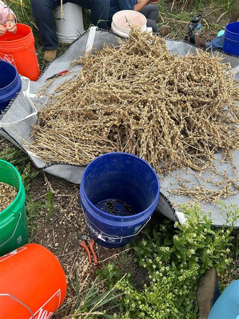 Restoring Camas at the Camas Prairie Centennial Marsh: A Collaborative ...