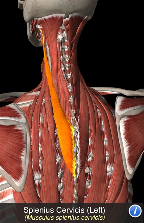 Splenius 的图像结果