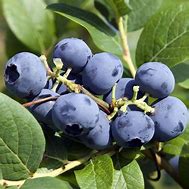 Image result for Bluecrop Blueberry Plant Information