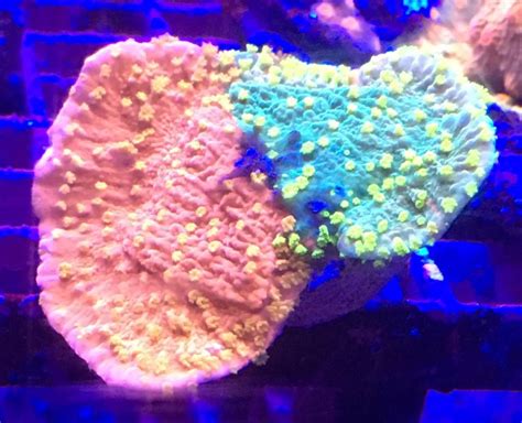 Drysdale Aquarium Inc, Land O' Lakes, FL: Information, Tickets and Reviews