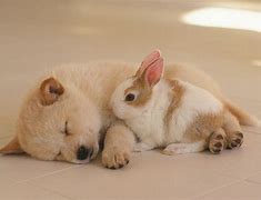 Image result for Puppy and Bunny Cute