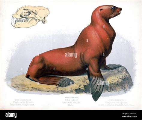 Animals In The Carnivora Order