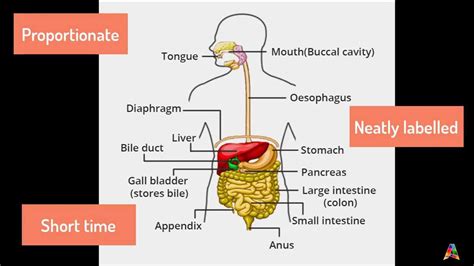 Image result for Basic Digestive System