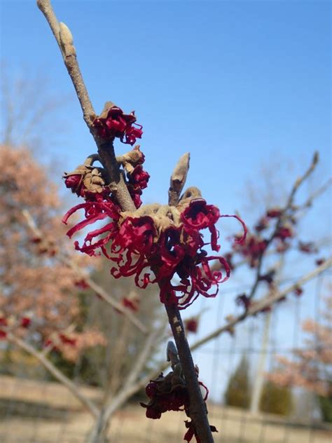 Hamamelis japonica 'Tsukubana-kurenai' - Tsukubana-kurenai Japanese ...
