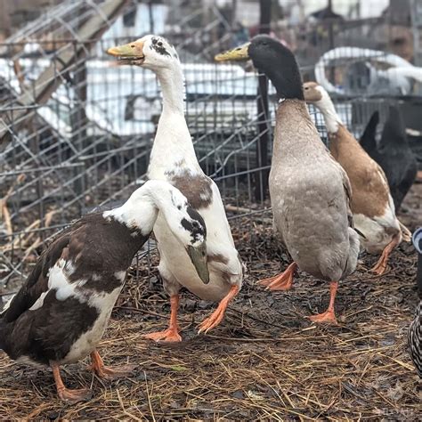 11 Crested Duck Breeds to Consider Raising