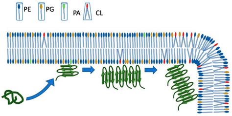 IJMS | Special Issue : Advances in Protein–Ligand Interactions