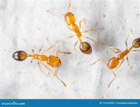 Macro Photo of Three Tiny Ants on White Wall Stock Photo - Image of ...