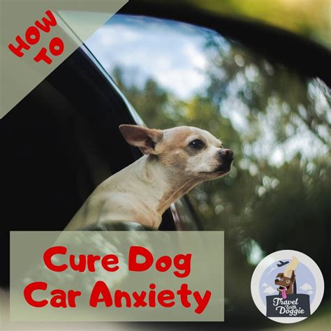 How To Cure Dog Car Anxiety? – Travel With Doggie