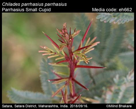 Chilades parrhasius | Butterfly