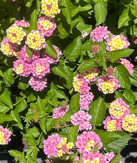 Miss Huff Pink Lantana Camara Quart Plant - Etsy