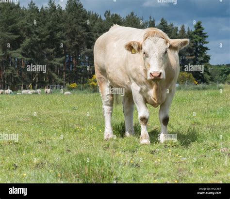 Charolais beef cattle cows hi-res stock photography and images - Alamy