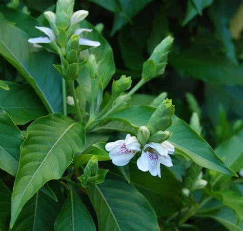 Malabar Nut Plant-Adathodai – Santhi Online Plants