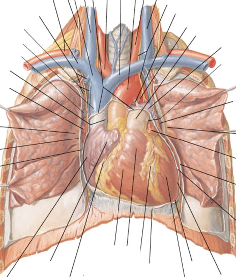 Thorax Function 的图像结果