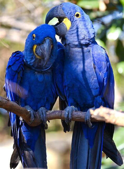 Hyacinth Macaw Parrot Hyacinth Macaw Blue Parrot Birds Free Photo On