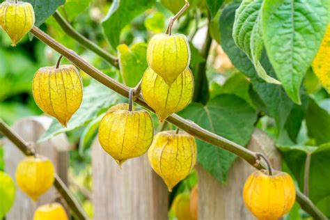 What Are Goldenberries? The Superfruit You Need to Try - AMAYU