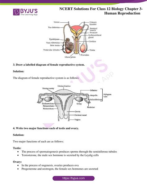 Image result for Class 12 Bio Human Reproduction