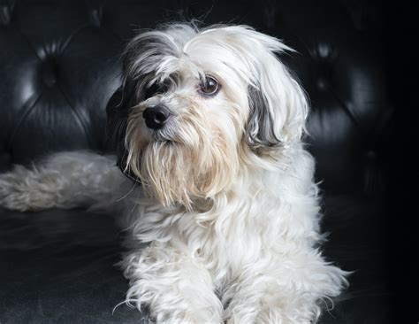 10 of the most expensive dog breeds in the world