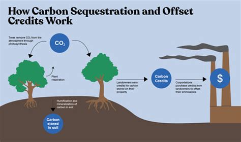 What are carbon credits? – Grow Billion Trees