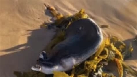 Image result for Alien Creature Bondi