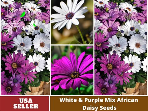 100+ Authentic African Daisy Seeds-White&Purple Mix, No GMO, Rare ...