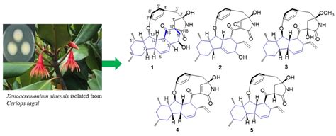 Xenoacremones D–H, Bioactive Tyrosine-decahydrofluorene Analogues from ...