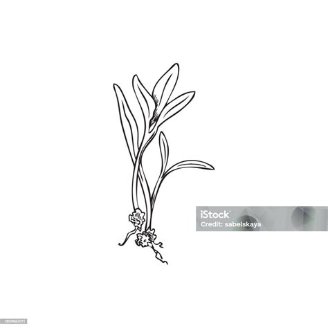 Hand Drawn Monochrome Sprout Of Chard Microgreen Sketch Style Stock ...
