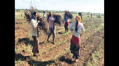 6 lakh Maharashtra labourers hit doubly by kharif, sugarcane crop ...