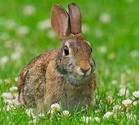 Image result for Eastern Cottontail Rabbit