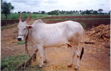 Krishna Valley | Dairy Knowledge Portal