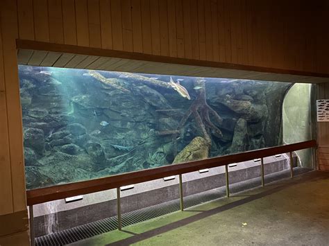 Image result for Native Fish Tank