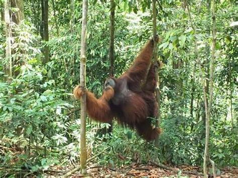 Sumatra Orangutan Trip (Bukit Lawang) - 2022 What to Know Before You Go ...