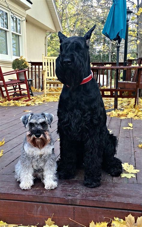 Giant schnauzers 10 facts about those loyal imposing working dogs – Artofit