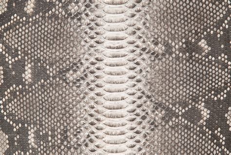 Image result for Python Skin Structure