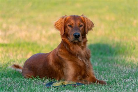Hunting Retriever Champion Dark Red Field Golden Retriever Stud Dog ...