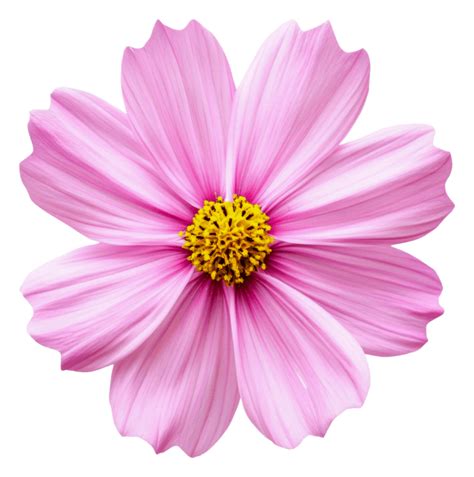 Image result for Flower