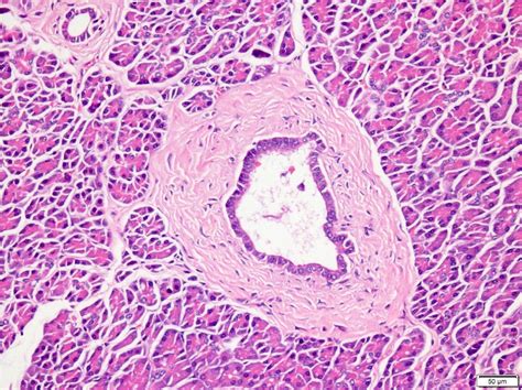 Pancreatic Duct Histology